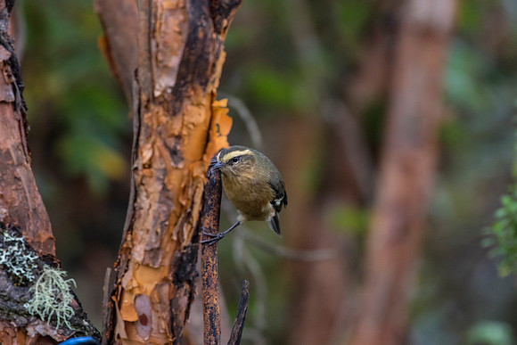 Cinereous conebill KAC0677