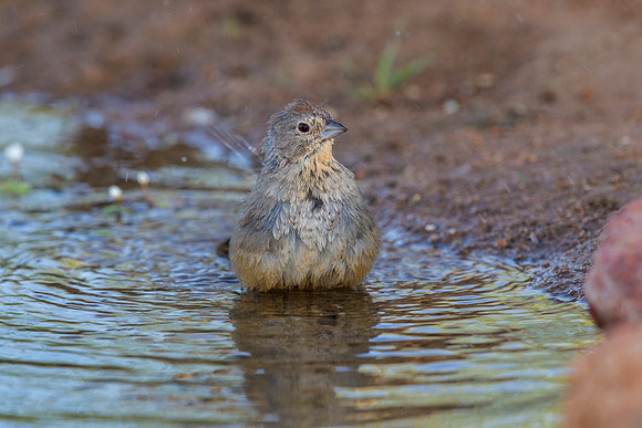 Canyon towhee KAC8825