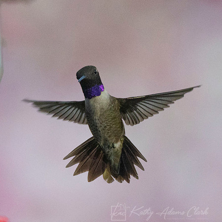 Black-chinned hummingbird KAC9336