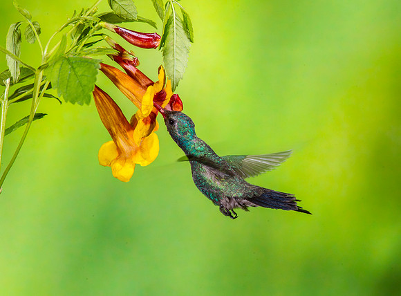 Broad-billed hummingbird KAC0017
