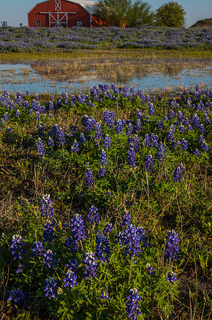 Texas Bluebonnet KAC0823