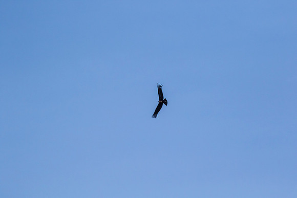 Andean Condor KAC8438