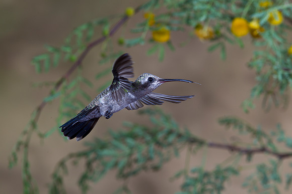 Black-chinned Hummingbird KAC2551
