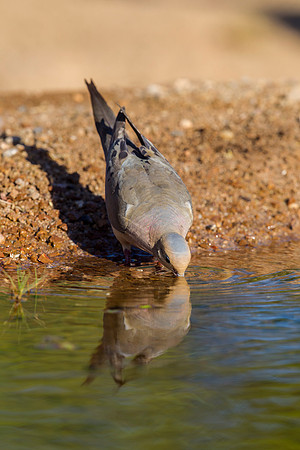 Mourning dove KAC8869