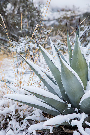 Havard Agave Snow KAC0692