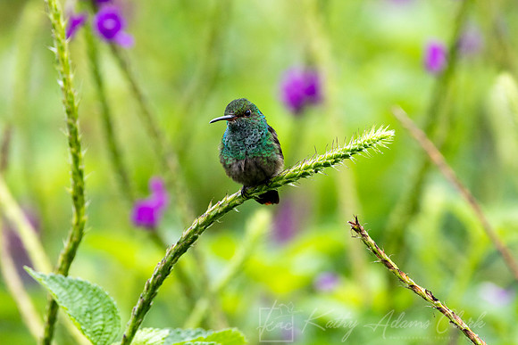 Rufous-tailed hummingbird KAC6709
