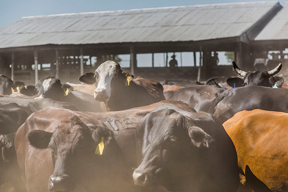 Cattle in Pen KAC7802