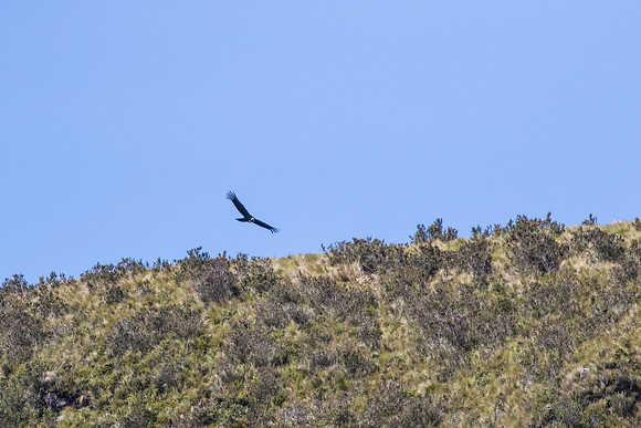 Andean Condor KAC8423