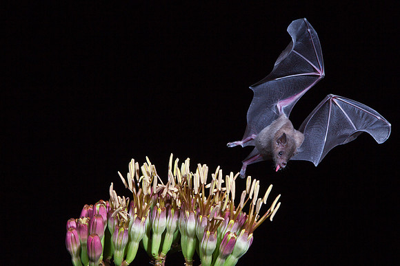 Lesser Long-nosed Bat KAC8899