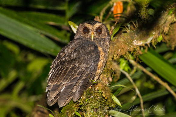 Mottled owl KAC9366