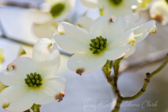 Flowering dogwood KAC030703