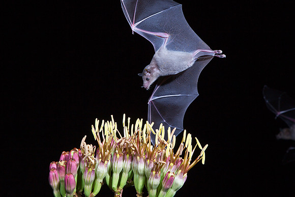 Lesser Long-nosed Bat KAC8908