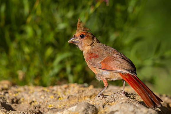 Northern Cardinal KAC7274