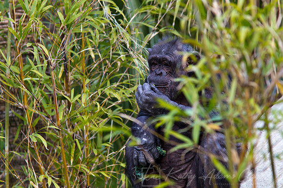 Chimpanzee KAC9229