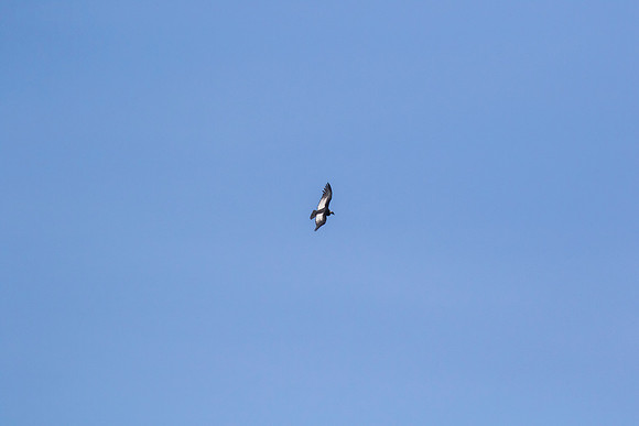 Andean Condor KAC8432