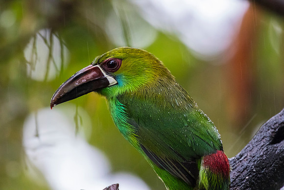 Crimson-rumped toucanet KAC9740