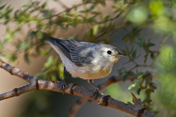 Lucy's warbler KAC1435