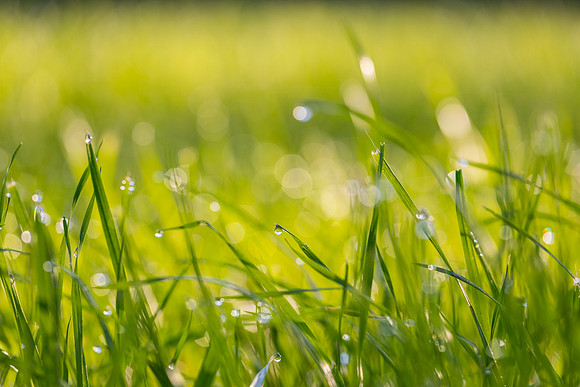 Grass Morning Spring KAC0565