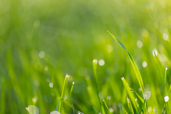 Grass Morning Spring KAC0578