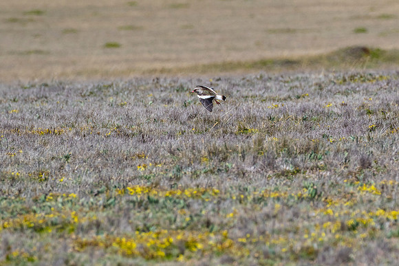 Andean lapwing KAC8695