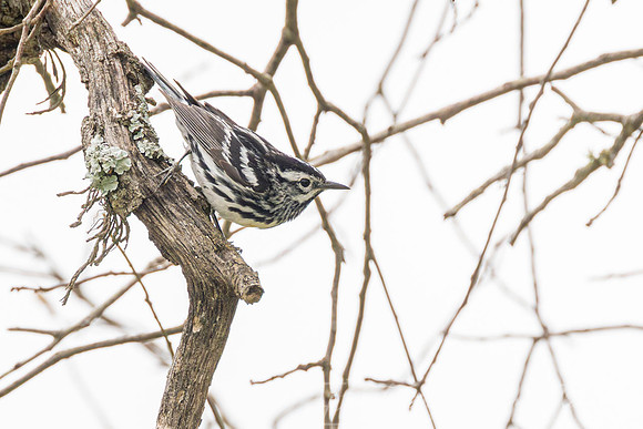 Black-and-white warbler KAC6085_1