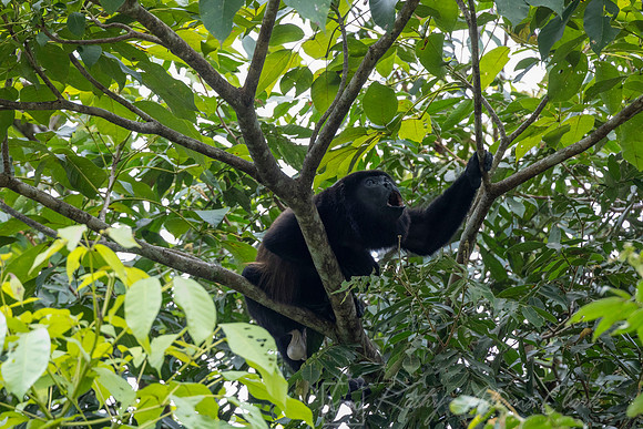 Black-mantled howler monkey KAC4104