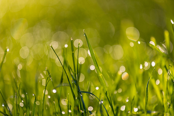 Grass Morning Spring KAC0574
