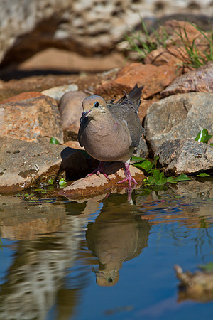 Mourning dove KAC1809