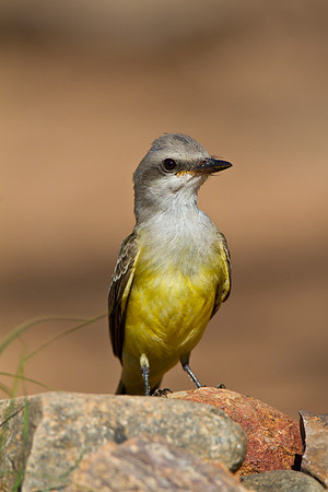 Western kingbird KAC1493