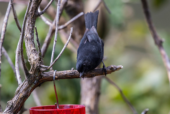 Black flowerpiercer KAC8799