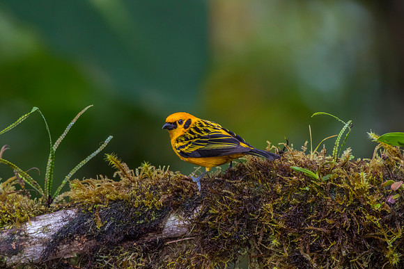 Golden tanager KAC9870