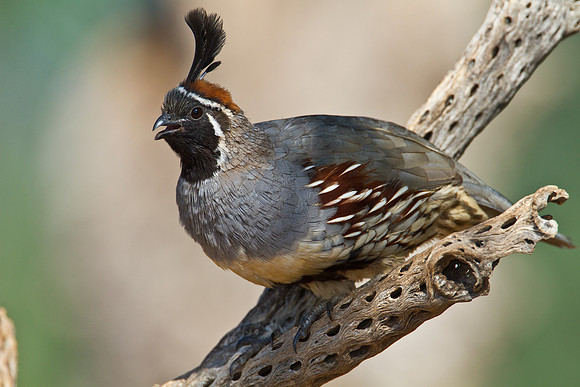 Gambel's quail KAC1459