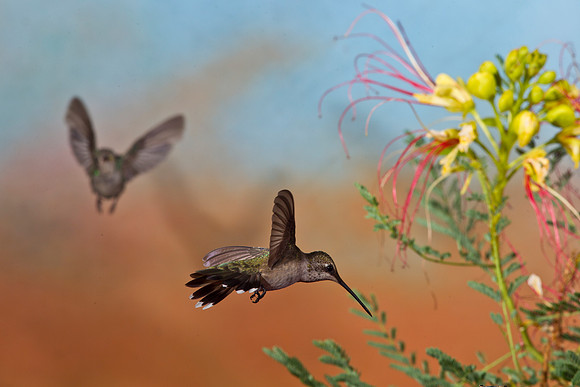 Black-chinned Hummingbird KAC2174