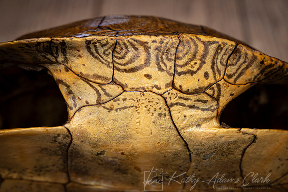 Turtle shell pattern KAC0045