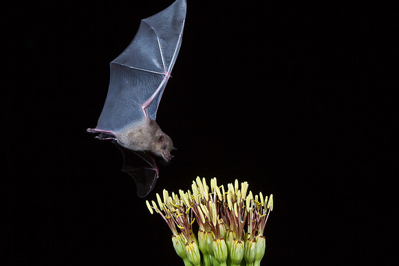 Lesser Long-nosed Bat KAC2037