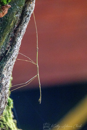 Walking Stick KAC5633