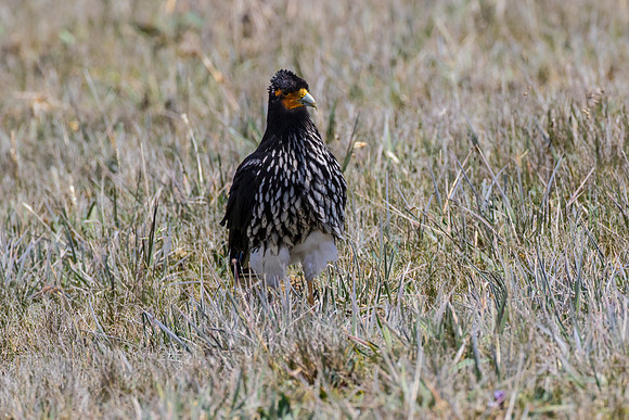 Carunculated caracara KAC8645