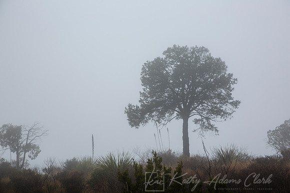 Tree in Fog KAC0527