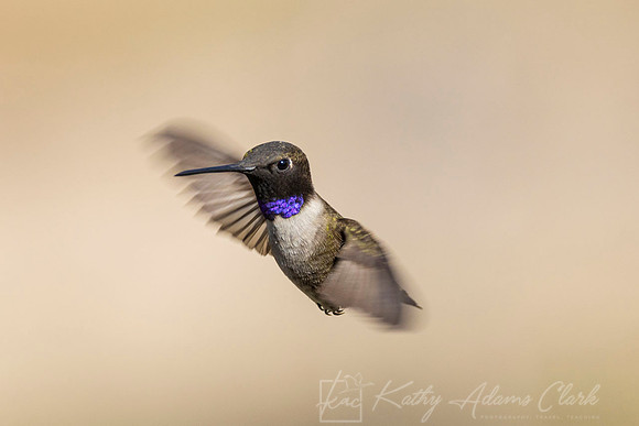 black-chinned hummingbird KAC2696