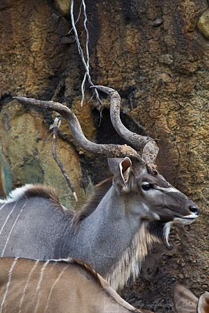Greater kudu KAC9550