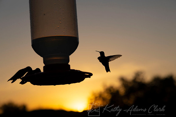Black-chinned hummingbird KAC0106