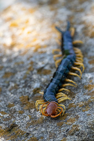 Texas Redheaded Centipede KAC1094