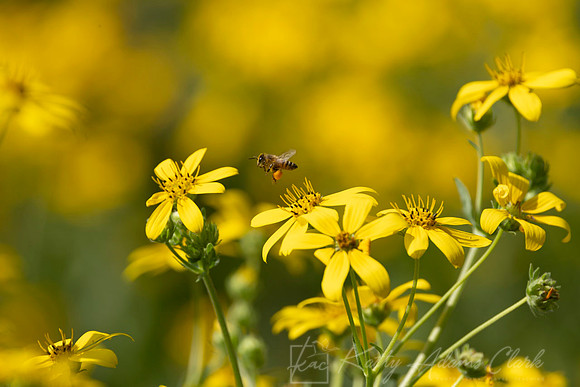 Bug flying Engelman's daisy KAC1057