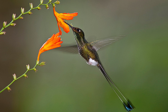 booted racket-tail hummingbird KAC5165