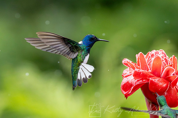 White-necked jacobin hummingbird KAC5573-Enhanced-NR
