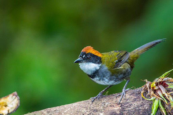 Chestnut-capped Brush-Finch KAC0072