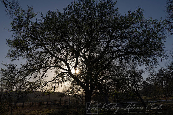 Tree sunset starburst KAC0156