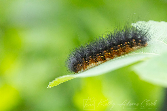 Tiger moth larva KAC0642