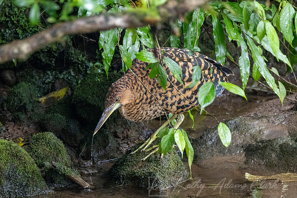 Fasciated tiger-heron KAC5866