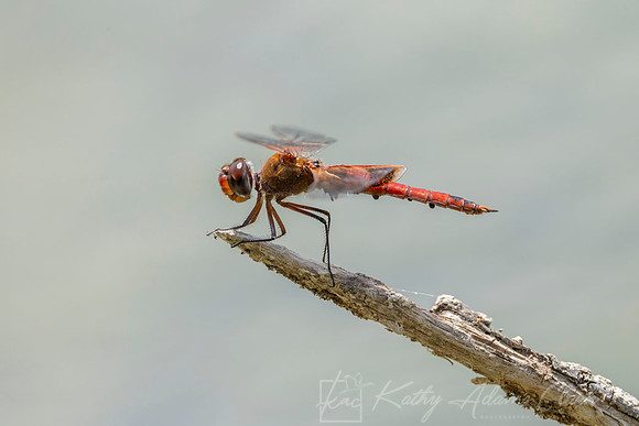 Carolina Saddlebags dragonfly KAC7691